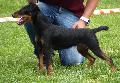 Deutscher Jagdterrier