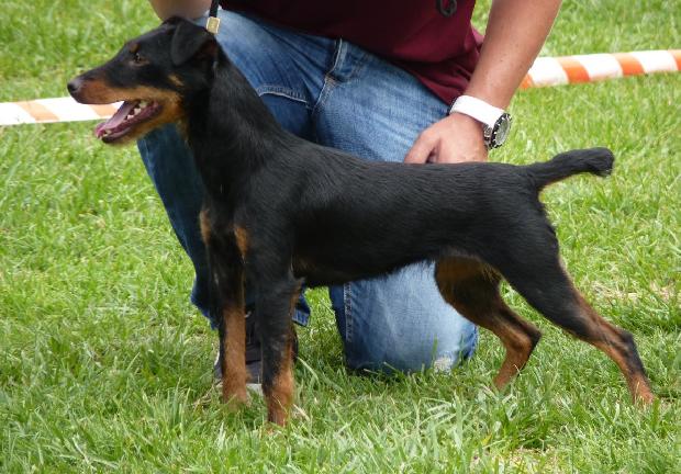 Deutscher Jagdterrier