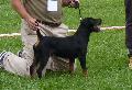 Deutscher Jagdterrier