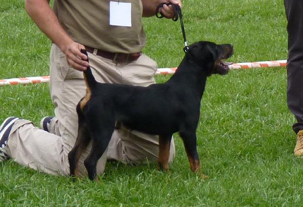 Deutscher Jagdterrier