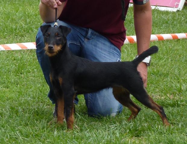 Deutscher Jagdterrier