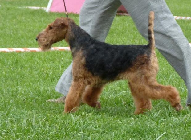 Welsh Terrier