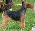 Welsh Terrier