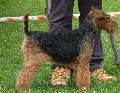 Welsh Terrier