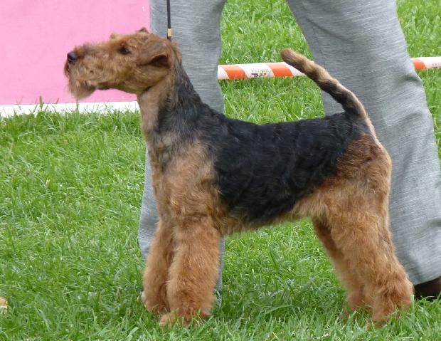 Welsh Terrier