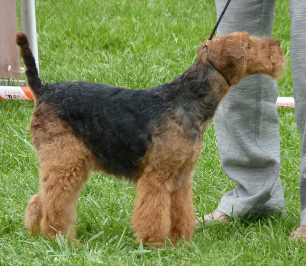 Welsh Terrier