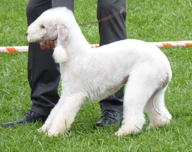 Bedlington Terrier