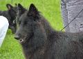 Cão de Pastor Belga Groenendael