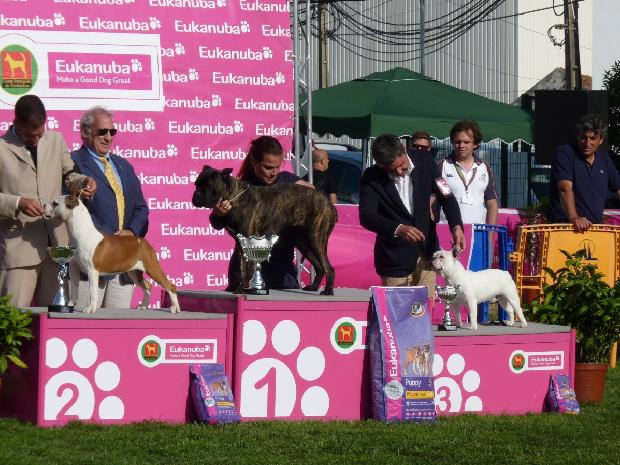 Melhor Cachorro - Internacional Sintra 2011