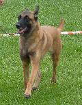 Cão de Pastor Belga Malinois