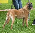 Cão de Pastor Belga Malinois