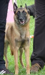 Cães