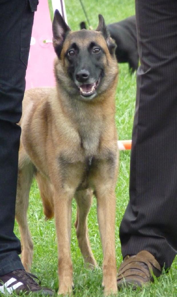 Cão de Pastor Belga Malinois