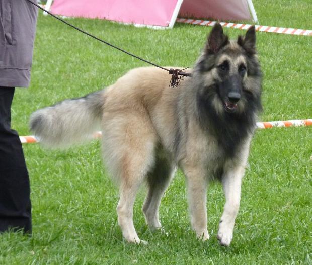 Cão de Pastor Belga Tervueren