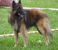 Cão de Pastor Belga Tervueren