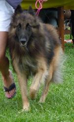 Cães