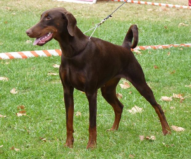 Dobermann
