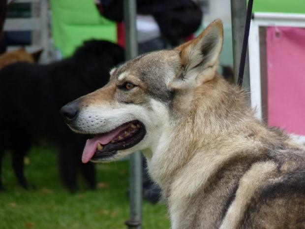 Cão Lobo Checoslovaco