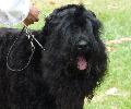 Schnauzer Gigante Preto