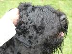Cães