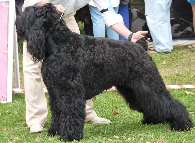 Schnauzer Gigante Preto