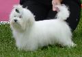 Bichon Maltês