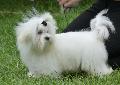 Bichon Maltês
