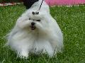 Bichon Maltês