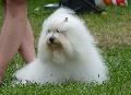 Coton de Tulear