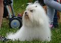 Coton de Tuléar