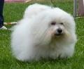 Coton de Tuléar