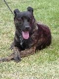 Cão de Fila de São Miguel