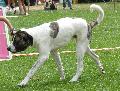 Cão de Gado Transmontano