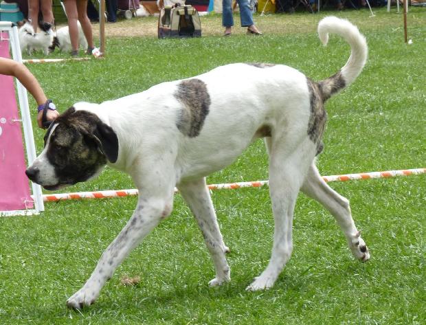Cão de Gado Transmontano