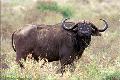 Búfalo africano