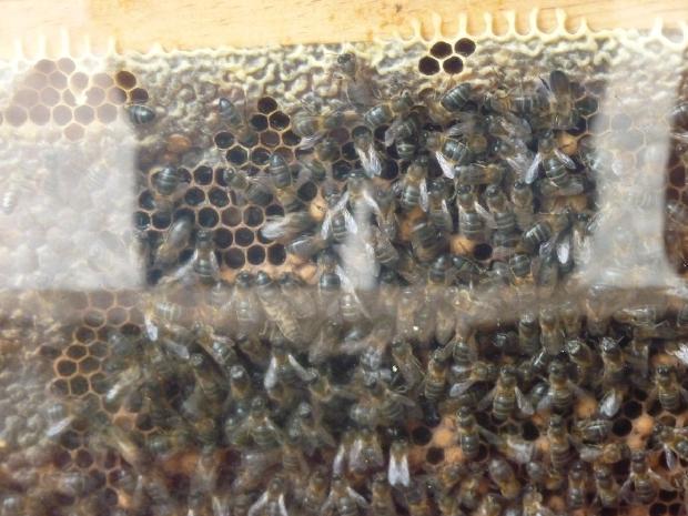 Abelhas em favo de mel