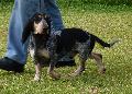 Basset Bleu de Gascogne