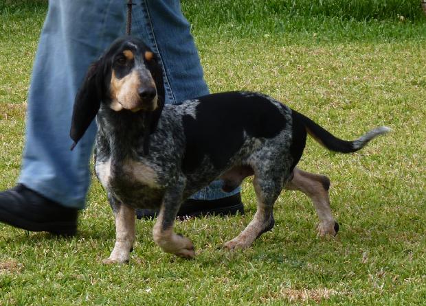 Basset Bleu de Gascogne
