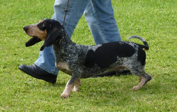 Basset Bleu de Gascogne