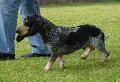 Basset Bleu de Gascogne