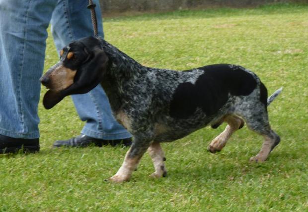 Basset Bleu de Gascogne
