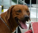 Cães