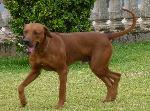 Cães