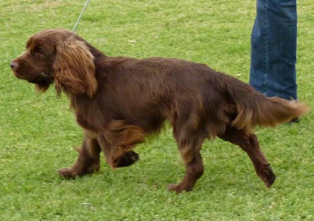 Sussex Spaniel