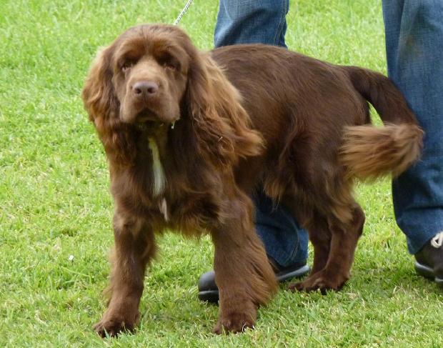 Sussex Spaniel