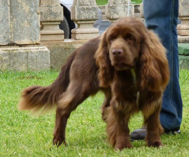 Sussex Spaniel