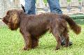 Sussex Spaniel