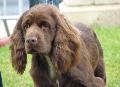 Sussex Spaniel