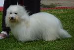 Cães