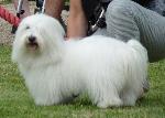 Cães